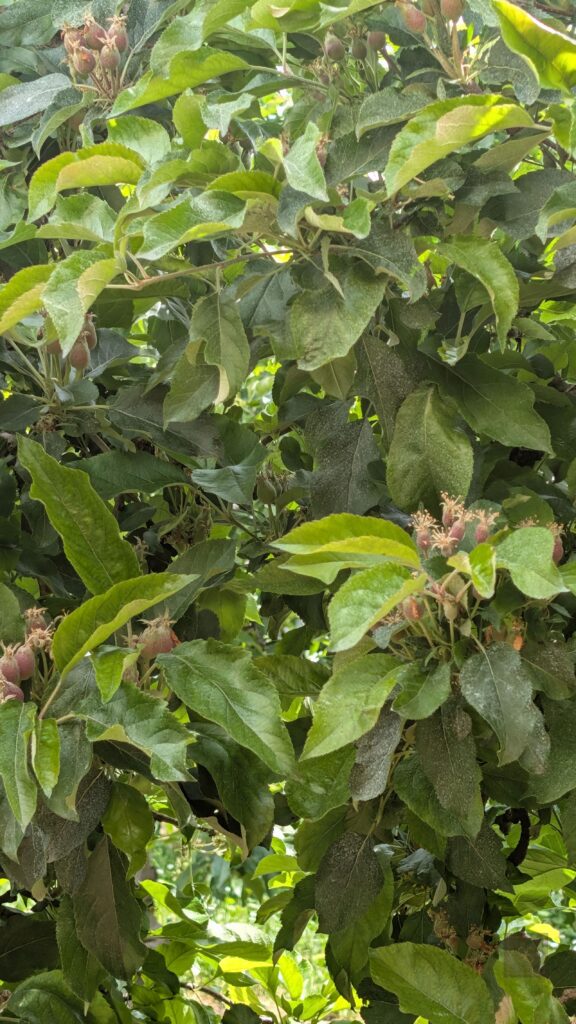Ausfluug zu den Plantagen
